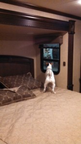 Bedroom windows...bonus!