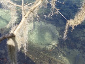 circles made by the fish
