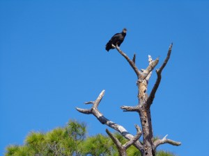 turkey vulture