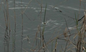 head of snake in the middle of photo