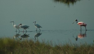 Roseate Spoonbill and egrets (?)