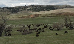 where the buffalo roam