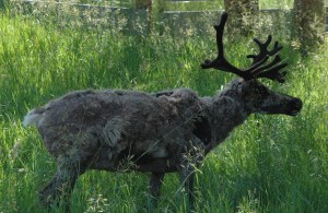 is this Dasher or Dancer?