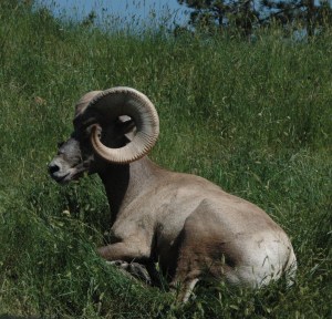 Big Horn Sheep
