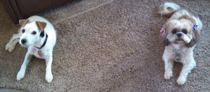 IMG_20140702_134702_502 (1)