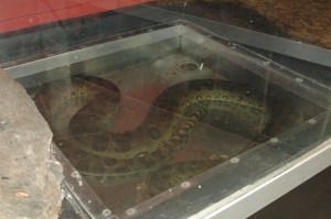 Anaconda
