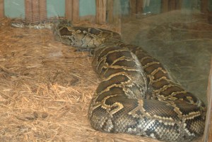 Burmese Python