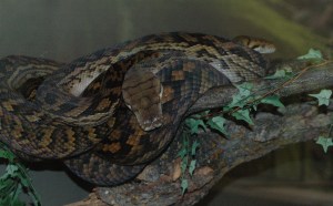 Australian Scrub Python