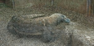 Komodo Dragon