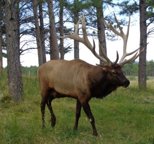 come here Mr. Elk!