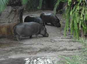 Hippopotamus