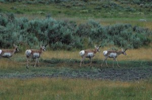 pronghorn