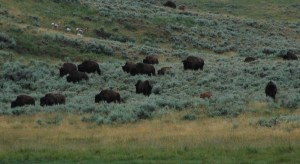 where the buffalo roam